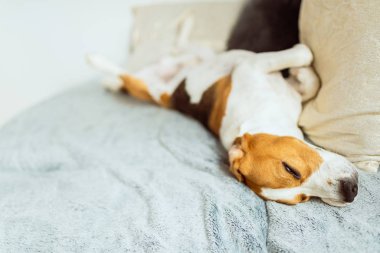 Sevimli beagle köpek kanepede uyur. Evcil köpek konsepti.