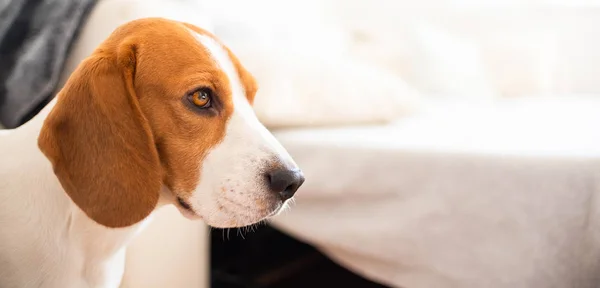Chien sur un canapé en pose drôle. Beagle fatigué dormir sur le canapé . — Photo
