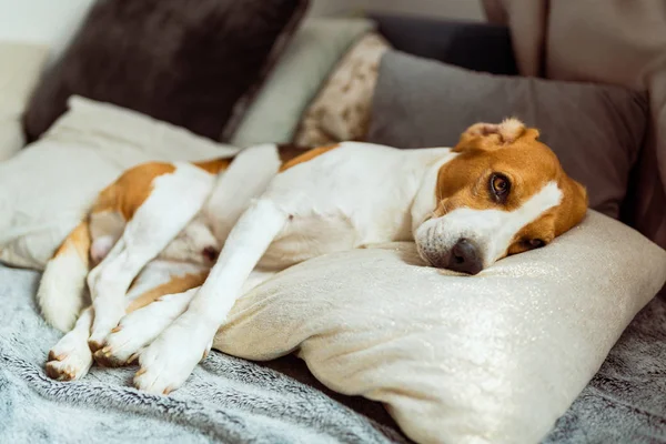 Adorável cão beagle dorme na almofada dentro de casa em um sofá . — Fotografia de Stock