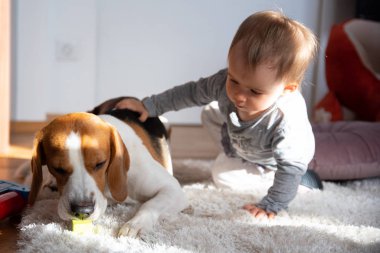 Bir yaşındaki bir bebeğin portresi parlak bir odada halıya oturmuş köpeğini okşuyor ve gülümsüyor..
