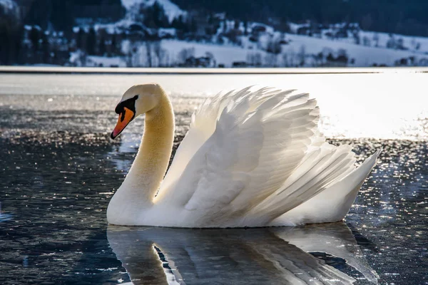 Grundlsee, Avusturya 'da güzel bir kuğu, kış, donmuş göl. Seyahat yeri — Stok fotoğraf