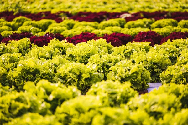Lettuce field in the Graz region, Austria. Agriculture concept — Stock Photo, Image