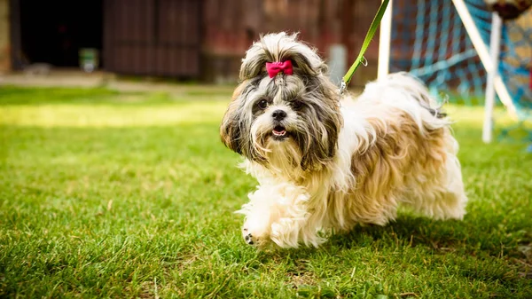 Shih tzu pies z czerwonym łukiem na głowie działa na smyczy. — Zdjęcie stockowe