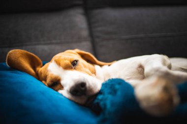 Kanepede uyuyan av köpeği. Kanepede tembel bir gün.
