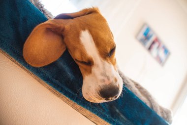 Kanepede uyuyan av köpeği. Kanepede tembel bir gün.