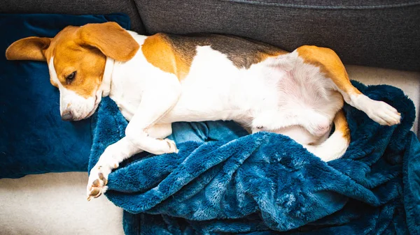 Cão beagle adormecido no sofá. Dia preguiçoso no sofá . — Fotografia de Stock