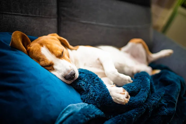 Sleeping beagle dog on sofa. Lazy day on couch. — Stock Photo, Image