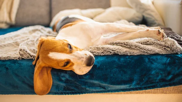 Schlafender Beagle-Hund auf Sofa. Fauler Tag auf der Couch. — Stockfoto