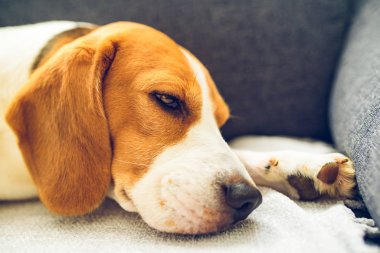 Beagle dog yorgun, parlak odada rahat bir kanepede uyur..