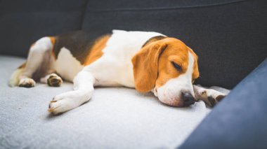Beagle dog yorgun, parlak odada rahat bir kanepede uyur..