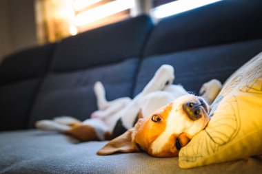 Beagle dog yorgun parlak odada rahat bir kanepede uyur. Sırtında komik bir konum, bükülmüş.