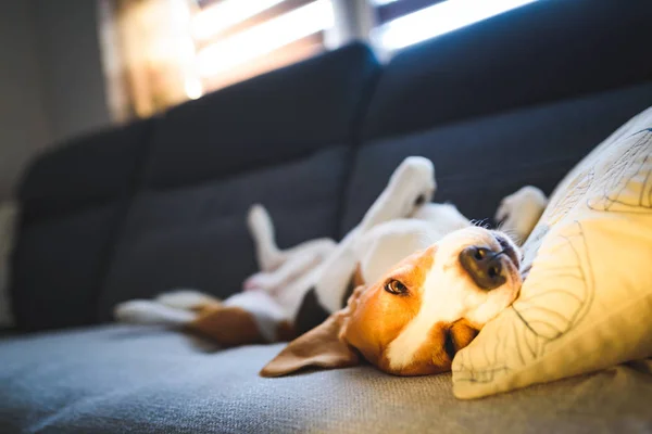 Beagle dog tired sleeps on a cozy couch in bright room. Funny position on his back, twisted. — Stock Photo, Image