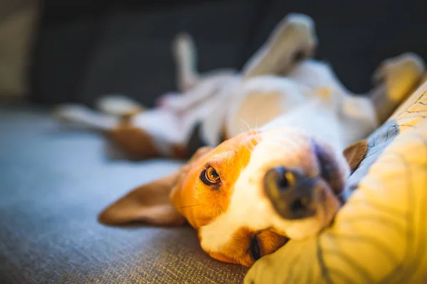 Бігль собака втомився спить на затишному дивані в світлій кімнаті. Смішне положення на спині, скручене . — стокове фото