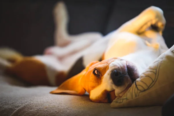 Beagle perro cansado duerme en un sofá acogedor en habitación luminosa. Posición graciosa en su espalda, retorcida . — Foto de Stock