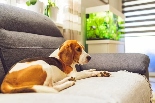 Beagle dog tired sleeps on a cozy couch in bright room.