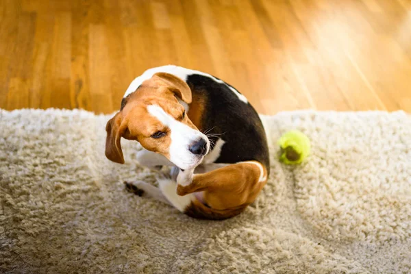 Dog Beagle arranha-se no tapete, dentro de casa . — Fotografia de Stock
