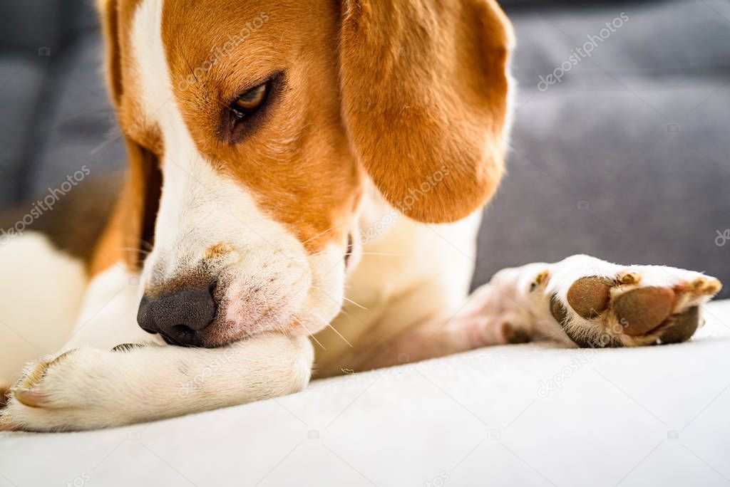 Beagle dog biting his itching skin on legs. Skin problem allergy reaction or stress reaction.