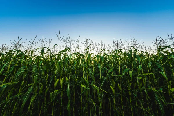 Maisfeld gegen blauen Himmel im Sommer. — Stockfoto