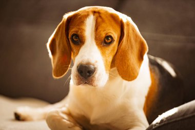 Parlak odadaki kanepede bir köpek resmi. Köpek arkaplanı