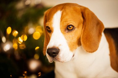 Parlak odadaki kanepede bir köpek resmi. Köpek arkaplanı