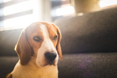 Parlak odadaki kanepede bir köpek resmi. Köpek arkaplanı