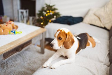 Parlak odadaki kanepede bir köpek resmi. Köpek arkaplanı