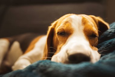 Beagle dog yorgun bir kanepede uyur.