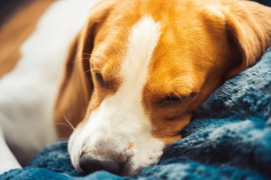 Beagle dog yorgun bir kanepede uyur.