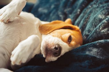Beagle dog yorgun bir kanepede uyur.
