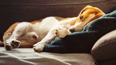 Beagle dog yorgun bir kanepede uyur.