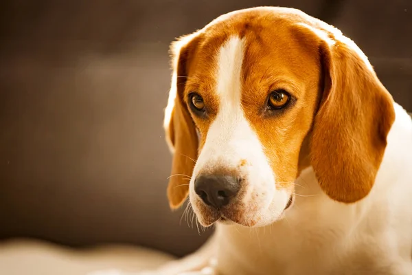 Perro en el interior en un sofá retrato en habitación luminosa. Fondo de perro — Foto de Stock