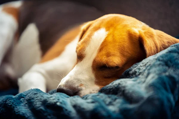 Beagle perro cansado duerme en un sofá —  Fotos de Stock
