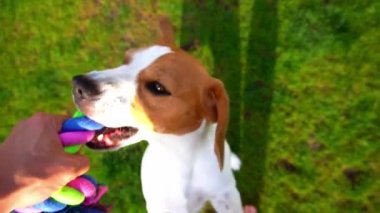 Pov komik Beagle ile oynuyor, halat çekme oyuncağı, yavaş çekim. Köpekçik diğer tarafı çiğner, çeker ve sallar, uzun kanatlar uçuşur.
