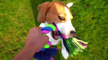 Pov komik Beagle ile oynuyor, halat çekme oyuncağı, yavaş çekim. Köpekçik diğer tarafı çiğner, çeker ve sallar, uzun kanatlar uçuşur.