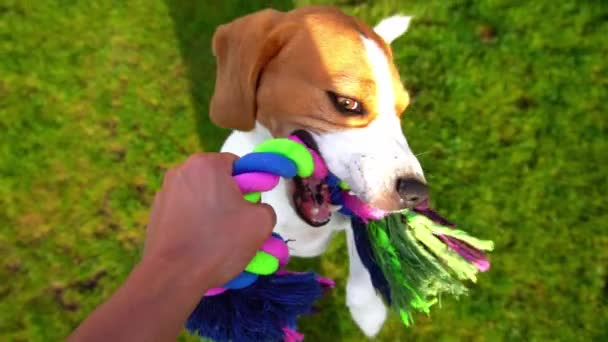 Pov spelen met grappige Beagle, trekken touw speelgoed, slow motion schot. Doggy houden sterke andere kant door kauwen, trekken en schudden hoofd, lange flappers vliegen rond. — Stockvideo