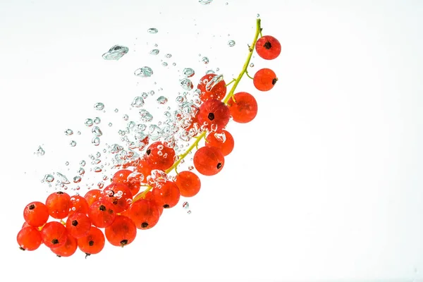 Rote Johannisbeeren in einem Wasser auf weißem Hintergrund — Stockfoto