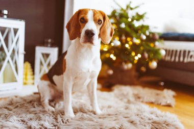 Evdeki halının üzerinde yatan av köpeği. Parlak iç mekan
