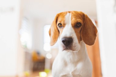 Oturma odasındaki kanepede oturan safkan av köpeği portresi. Kafanı parlak odaya yaklaştır..