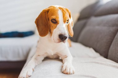 Evdeki kanepede yatan av köpeği. Parlak iç mekan