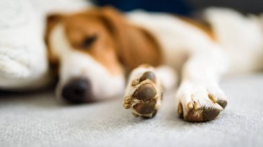Evdeki kanepede yatan av köpeği. Parlak iç mekan