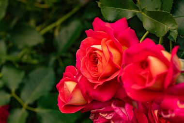 Kırmızı güller yeşil yapraklara karşı çiçek arka planı