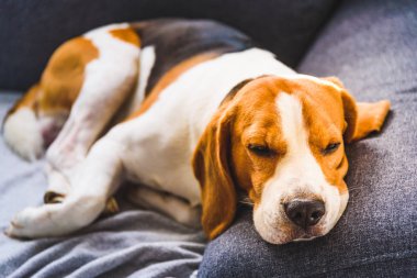 Işıl ışıl arka planda sevimli av köpeği. Üzgün yüzlü bir evcil hayvan kanepede oturuyor.