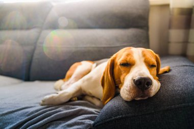 Işıl ışıl arka planda sevimli av köpeği. Üzgün yüzlü bir evcil hayvan kanepede oturuyor.