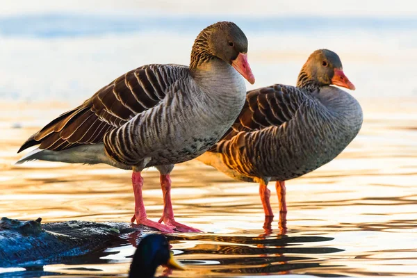 Két Greylag liba a parton pihent napnyugtakor. — Stock Fotó