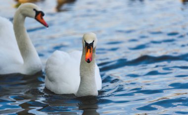 Gölün arka planında beyaz kuğu. Avusturya 'da vahşi yaşam.