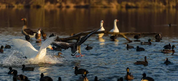 Greylag gooses landing at water. Bird Background