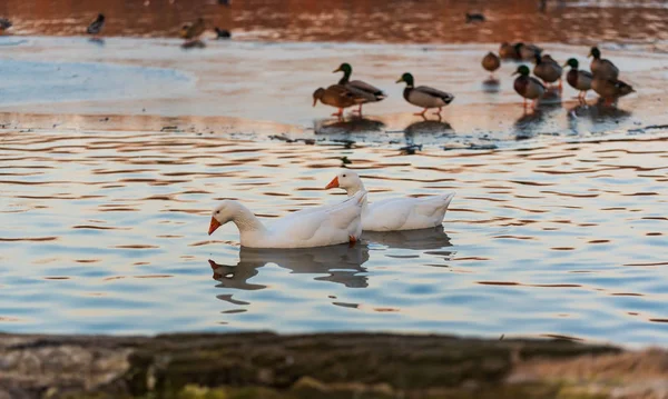 Ganso blanco nadando en el lago en la luz del atardecer . — Foto de Stock