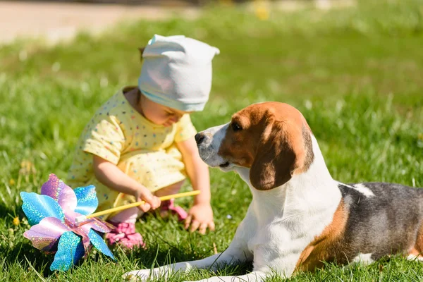 Güneşli arka bahçede arka planda oynayan küçük bir kız çocuğu olan av köpeği.