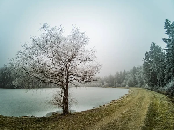 Donmuş göl manzarası, kışın ormanla ağaçlar ve çimenler üzerindeki buz. — Stok fotoğraf