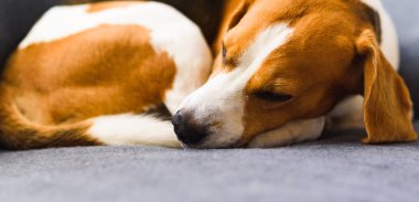 Beagle dog tired sleeps on a couch curled.